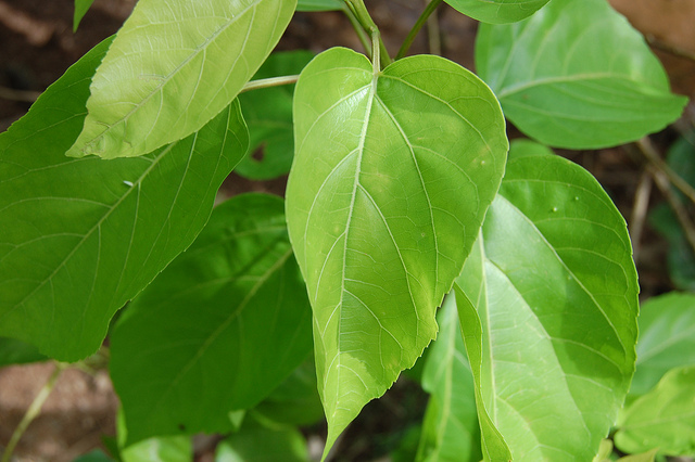 Cây vọng cách Cây vọng cách