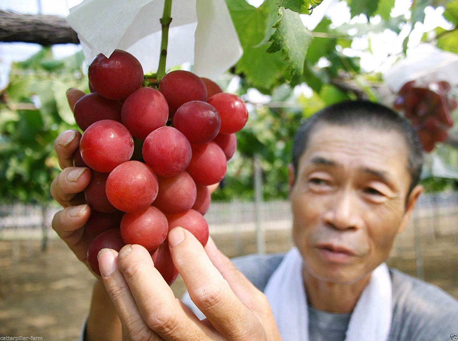 Giống Nho RUBY ROMAN Giống Nho RUBY ROMAN