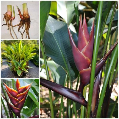 Hoa Chuối Heliconia " Chocolate Dancer "