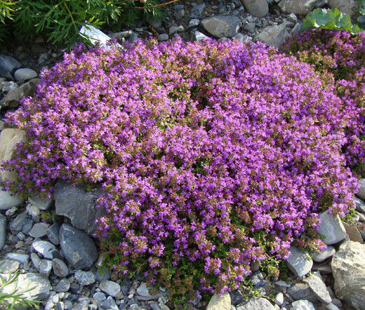 Hạt Giống Cỏ Xạ Hương Trang Trí Creeping Thyme Hạt Giống Cỏ Xạ Hương Trang Trí Creeping Thyme