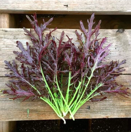 cây giống Cải Ngọt Nhật Mizuna Đỏ - Red (Brassica juncea) cây giống Cải Ngọt Nhật Mizuna Đỏ - Red (Brassica juncea)