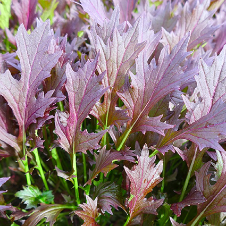cây giống Cải Ngọt Nhật Mizuna Đỏ - Red (Brassica juncea) cây giống Cải Ngọt Nhật Mizuna Đỏ - Red (Brassica juncea)