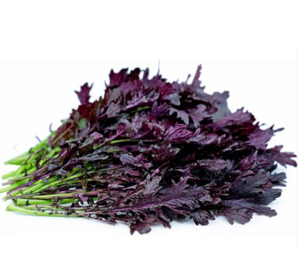 cây giống Cải Ngọt Nhật Mizuna Đỏ - Red (Brassica juncea) cây giống Cải Ngọt Nhật Mizuna Đỏ - Red (Brassica juncea)