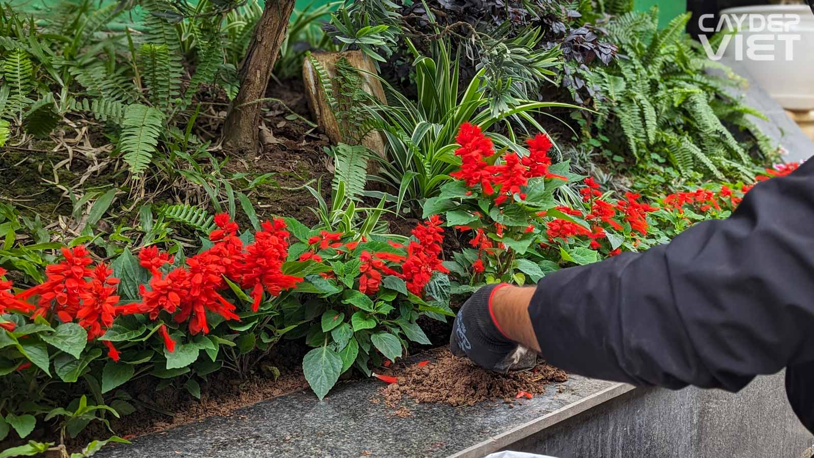 Cây giống Hoa Xác Pháo Đỏ Cây giống Hoa Xác Pháo Đỏ