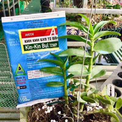 Chế phẩm trừ bệnh, chống thối nhũn cho cây trồng, cho lan Kin Kin Bul 72WP