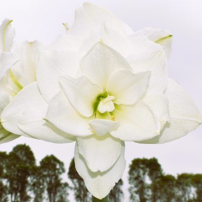 củ giống hoa huệ tây Amaryllis ' TIKA CREAM '