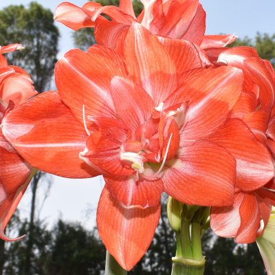 củ giống hoa huệ tây Amaryllis ' Tika Dream ' củ mẹ ngậm nụ size 30/32