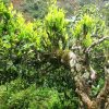 Cây Giống Chè Shan tuyết cổ thụ