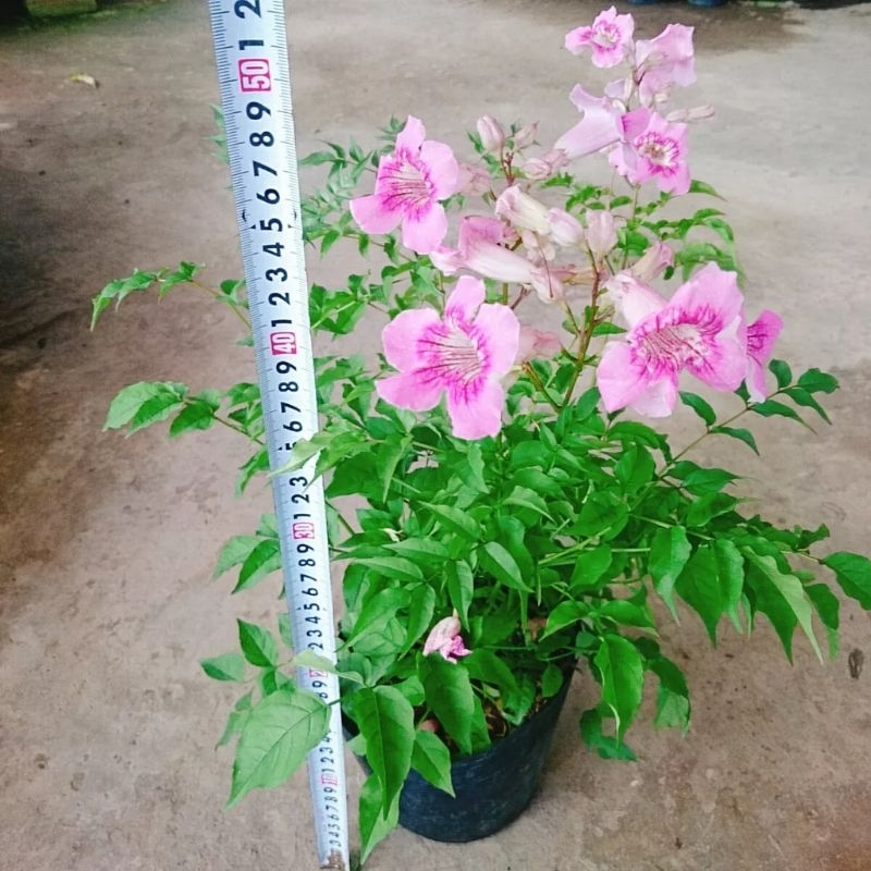 HOA LEO HỒNG THIÊN HƯƠNG - THƠM NỒNG NÀN HOA LEO HỒNG THIÊN HƯƠNG - THƠM NỒNG NÀN