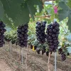 Cây giống Nho đen - Black Diamond grape nho giống mới ngọt và rất thơm dễ chăm sóc