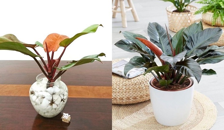 trầu bà đế vương tím trầu bà đế vương tím