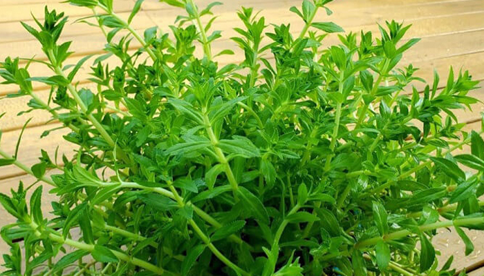 Cây Giống RAU NGỔ THƠM Cây Giống RAU NGỔ THƠM