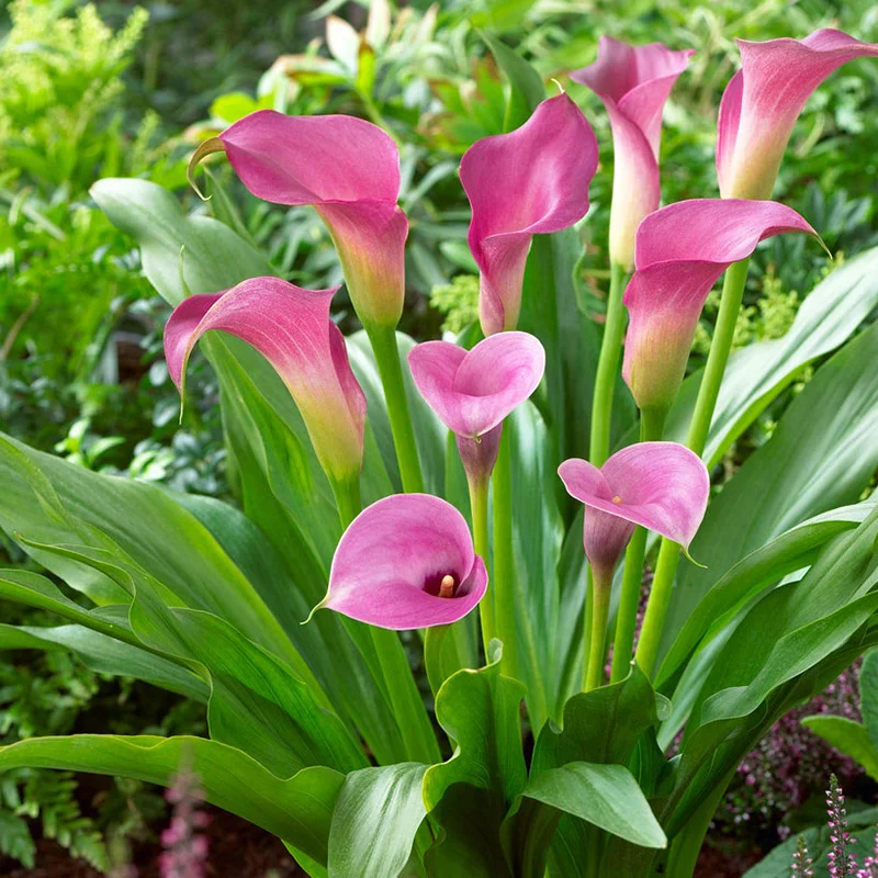 củ giống hoa rum ngoại Calla Lily ' Purple ART' size 22/24 củ giống hoa rum ngoại Calla Lily ' Purple ART' size 22/24