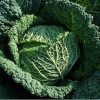 Hạt Giống Cải Bắp - Nhăn Savoy (Brassica oleracea var. capitata )