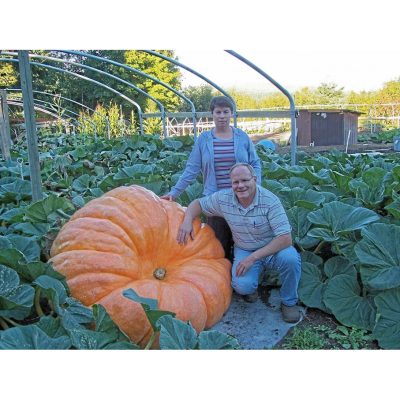 Hạt Giống Bí Khổng Lồ - Max 90kg (Cucurbita maxima) - gói 50 hạt - hạt nhập khẩu