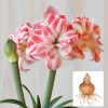 củ giống hoa huệ tây Amaryllis ' Amazing belle '