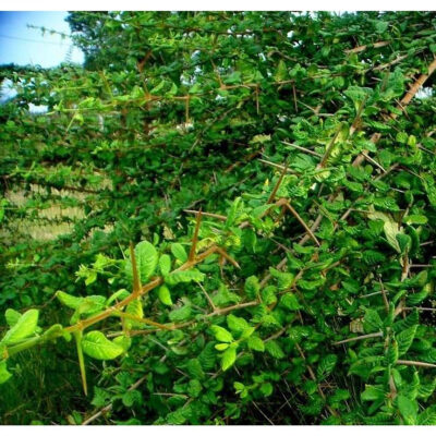 cây giống găng làm thạch