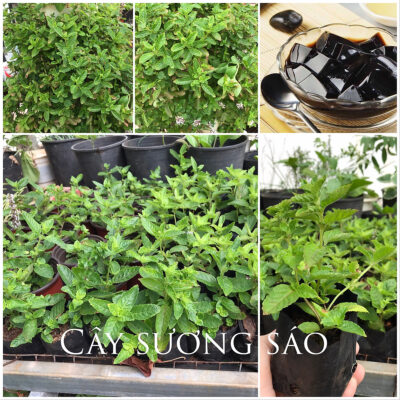 Cây giống Thạch Đen (Sương Sáo)