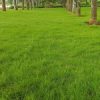 Hạt Giống Cỏ Nhung Nhật (Zoysia japonica) - Hạt Cỏ Thảm - Cỏ Trang Trí Công Trình - Cỏ Sân Vườn