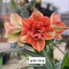 củ giống hoa huệ tây Amaryllis ' Cuilian - Giáp Vàng '