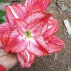 củ giống hoa huệ tây Amaryllis ' Andrea Plus '