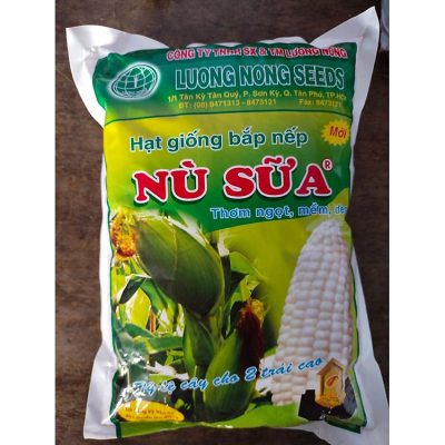 Hạt Giống Bắp Nếp Nù Sữa Dẻo Ngon loại 1