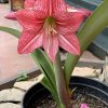 củ giống hoa huệ tây Amaryllis ' September Rose Line '