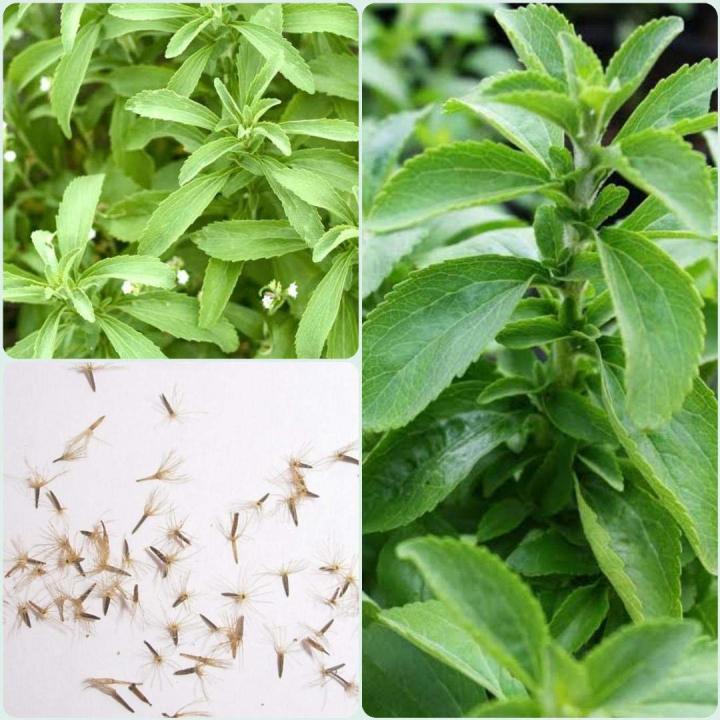 Hạt Giống Bạc Hà Mexico - Thơm, Dễ Trồng (Tagetes lucida) Hạt Giống Bạc Hà Mexico - Thơm, Dễ Trồng (Tagetes lucida)