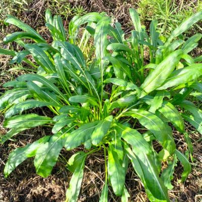Hạt Giống Cải Ngọt Nhật - Mibuna (Brassica juncea)