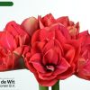 củ giống hoa huệ tây Amaryllis ' Diva '