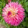 Hoa thược dược ngoại ”Pinelands Princess “- Mã P103