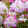 Hoa thược dược ngoại ” Saint Martin “- Mã P180