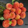 Hoa thược dược ngoại ” MARDY GRAS “- Mã P84