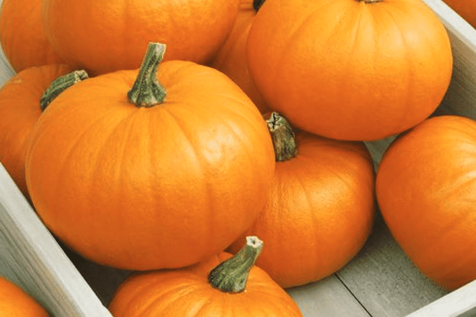 Hạt Giống Bí Ngô - SPOOKIE Ngọt Thơm 2.4kg (Cucurbita pepo) Hạt Giống Bí Ngô - SPOOKIE Ngọt Thơm 2.4kg (Cucurbita pepo)