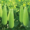 Hạt Giống Bầu Xị
