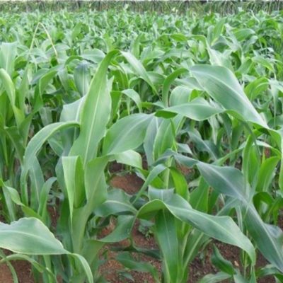 Hạt giống cỏ Lai Ngọt - siêu năng suất dùng trong chăn nuôi trâu, bò, cá, thỏ...