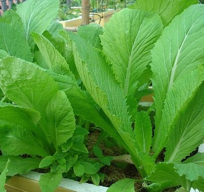 Hạt Giống Cải Bẹ Xanh (Brassica)