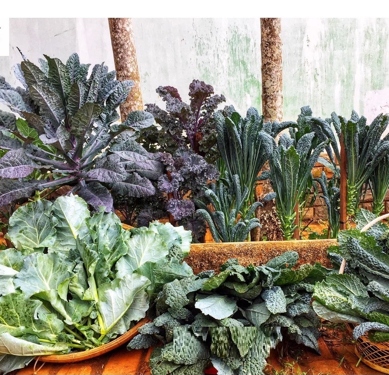 Hạt Giống Cải Xoăn Kale Crazy Mix Hạt Giống Cải Xoăn Kale Crazy Mix
