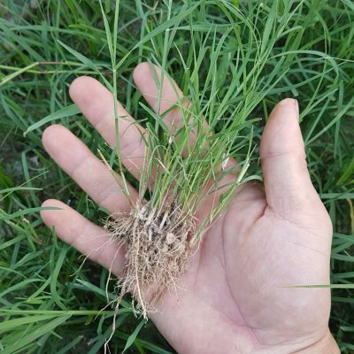 Hạt giống cỏ Bermuda - Cỏ Gà - Cỏ Thảm cảnh - Cỏ Sân Vườn
