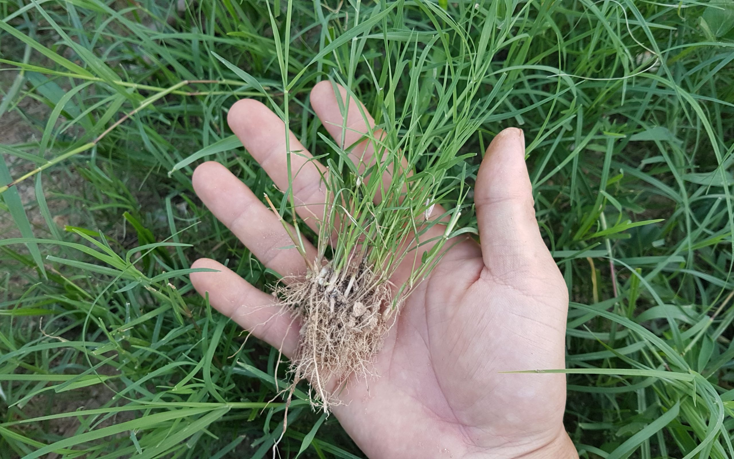 Hạt giống cỏ Bermuda - Cỏ Gà - Cỏ Thảm cảnh - Cỏ Sân Vườn Hạt giống cỏ Bermuda - Cỏ Gà - Cỏ Thảm cảnh - Cỏ Sân Vườn