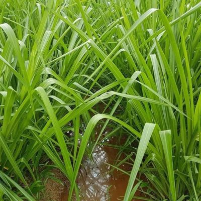 Hạt Giống Cỏ Chịu Ngập Ubon Paspalum - Cỏ Năng Suất, Siêu Dinh Dưỡng cho Chăn Nuôi Bò, Dê, Cừu, Thỏ,...