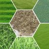 Hạt giống Cỏ thảm trồng sân Golf - Cỏ Bentgrass