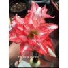 củ giống hoa huệ tây Amaryllis ' Phoenix Dance  '