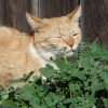 Hạt Giống Catnip / Cỏ Mèo (Nepeta cataria)