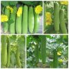 Hạt Giống Mướp Hương Thơm Cổ Truyền Thống