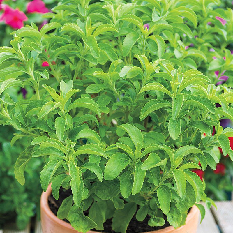 Hạt Giống Bạc Hà Mexico - Thơm, Dễ Trồng (Tagetes lucida) Hạt Giống Bạc Hà Mexico - Thơm, Dễ Trồng (Tagetes lucida)