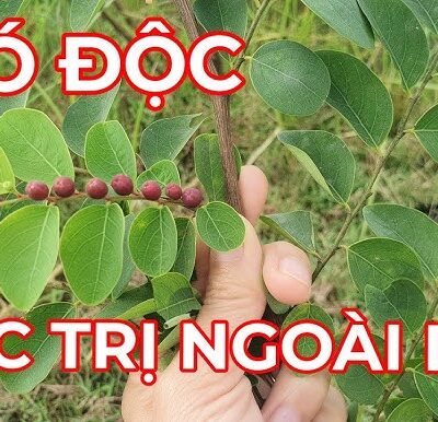 cây Bồ cu vẽ giống - cây thuốc, cây thảo dược giống