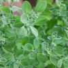 Hạt Giống Sweet Marjoram - Kinh Giới Ngọt (Origanum majorana)