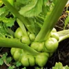 Hạt Giống Cải Bẹ Dưa Tiên Ông - Tứ Xuyên (Brassica juncea)