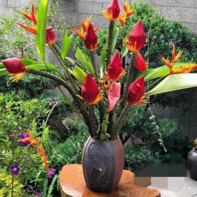 HOA CHUỐI ĐỎ TÂY BẮC -1 CÀNH